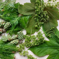 Der große Wald-Workshop